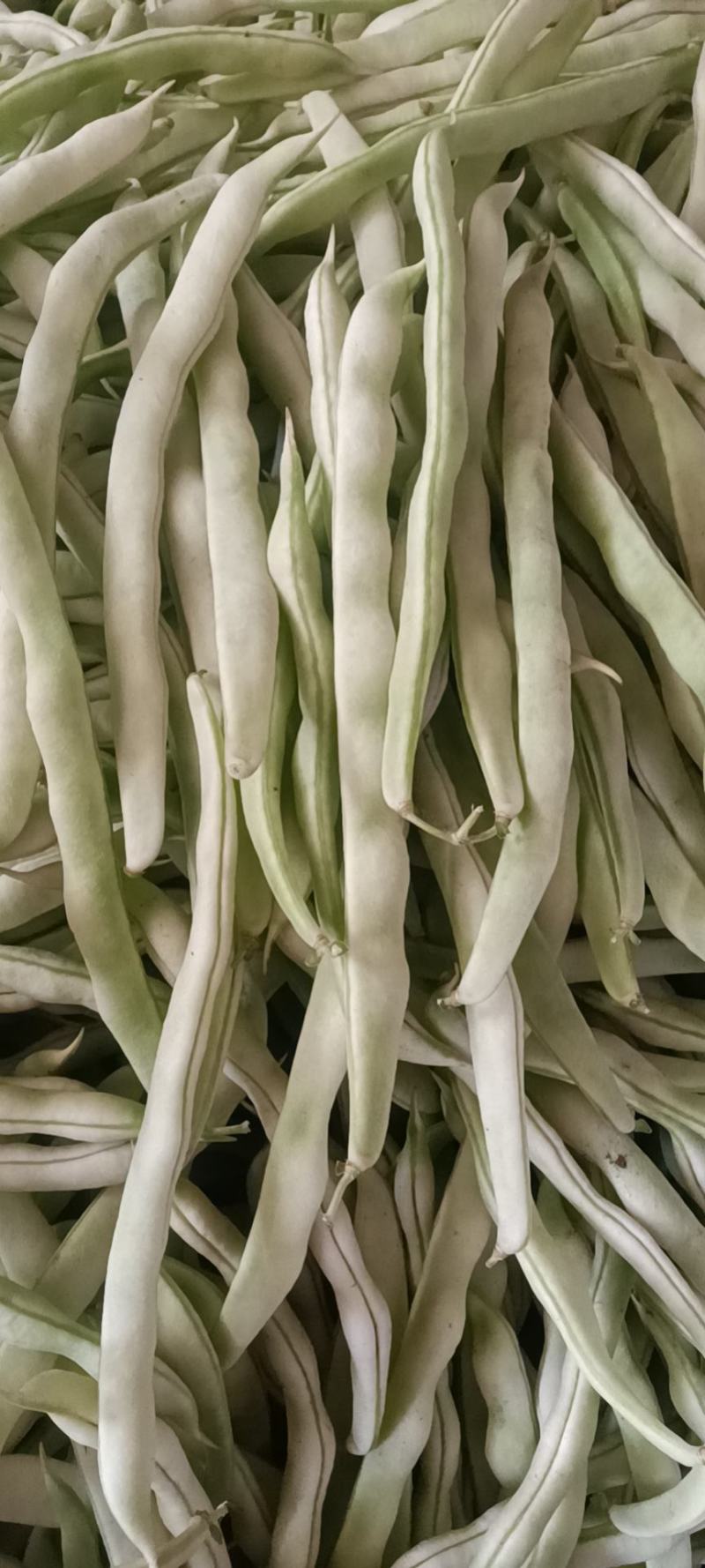 山东优质九粒白芸豆，老来少芸豆大量上市，产地大量供应