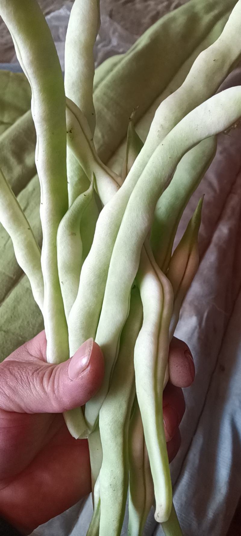 山东优质九粒白芸豆，老来少芸豆大量上市，产地大量供应