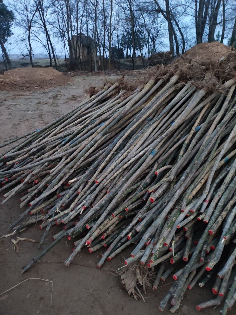 国槐（青槐）（中槐）大量有货，无伤烂
