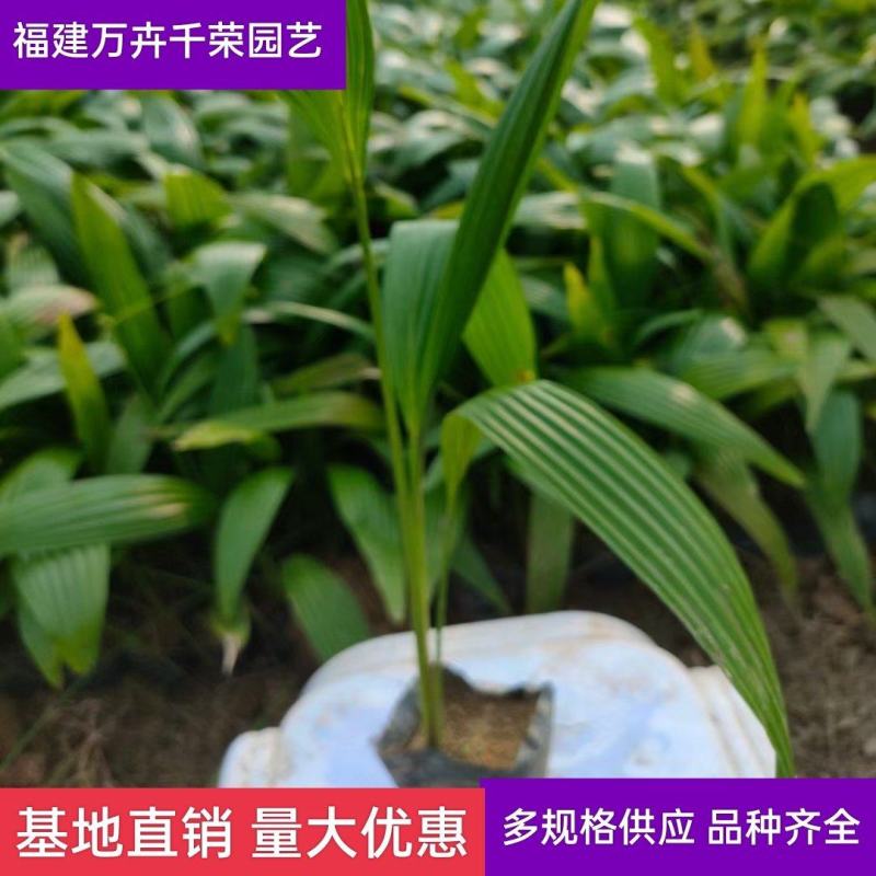 蒲葵散尾葵自有基地批发园林工程苗蒲葵价格