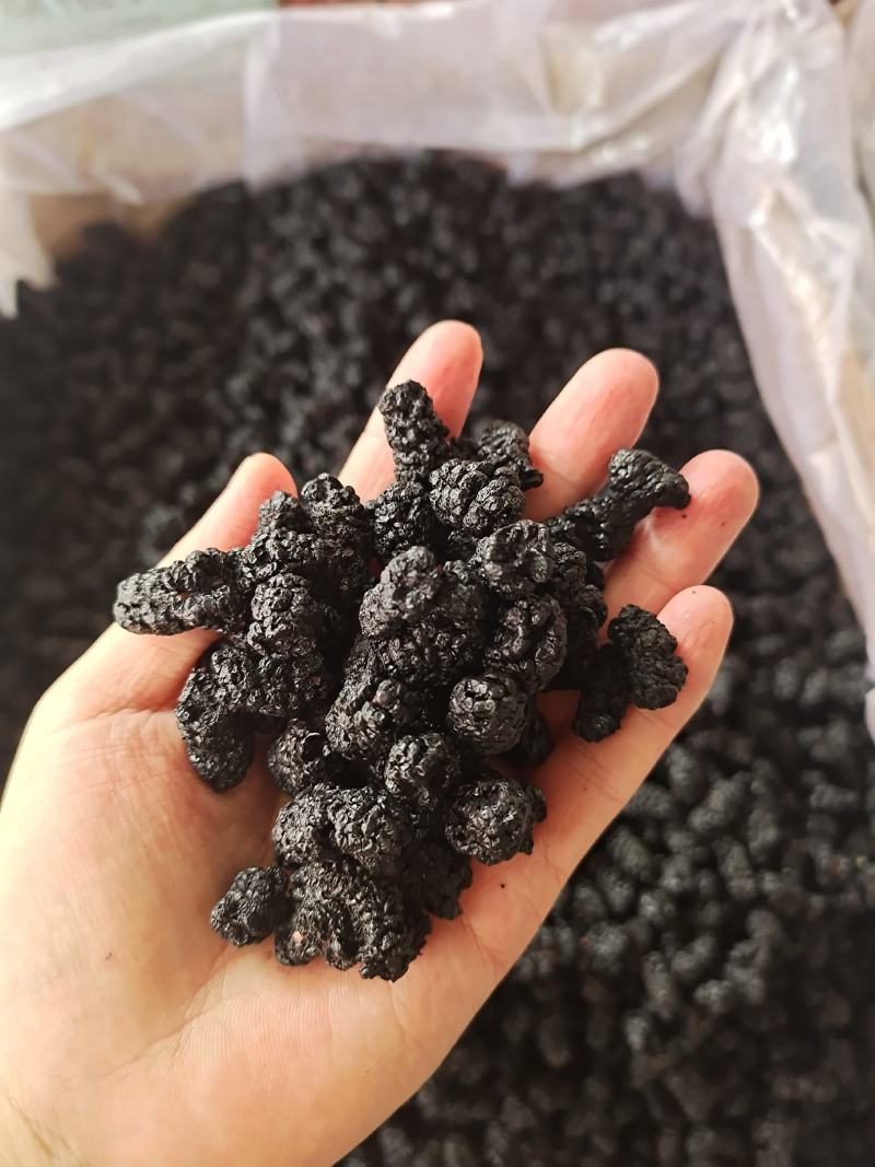 桑葚桑葚干黑桑葚无硫干净水洗规格齐全泡水泡酒