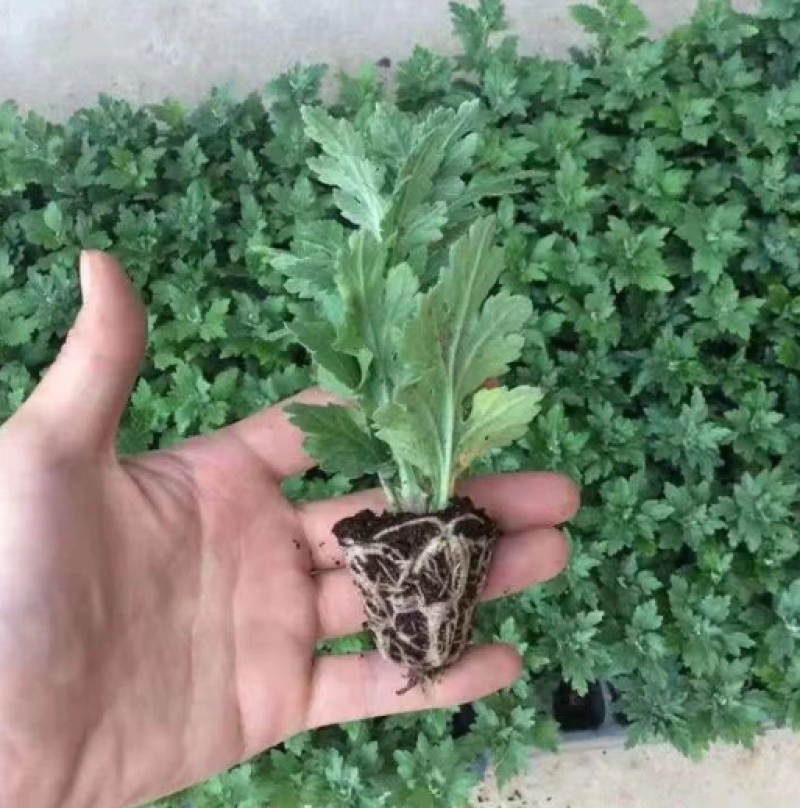 精品菊花苗菊花苗大量供应直销货源充足，成活率高。
