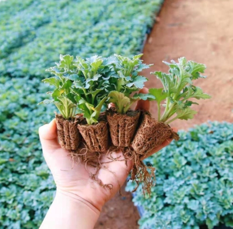 精品菊花苗菊花苗大量供应直销货源充足，成活率高。