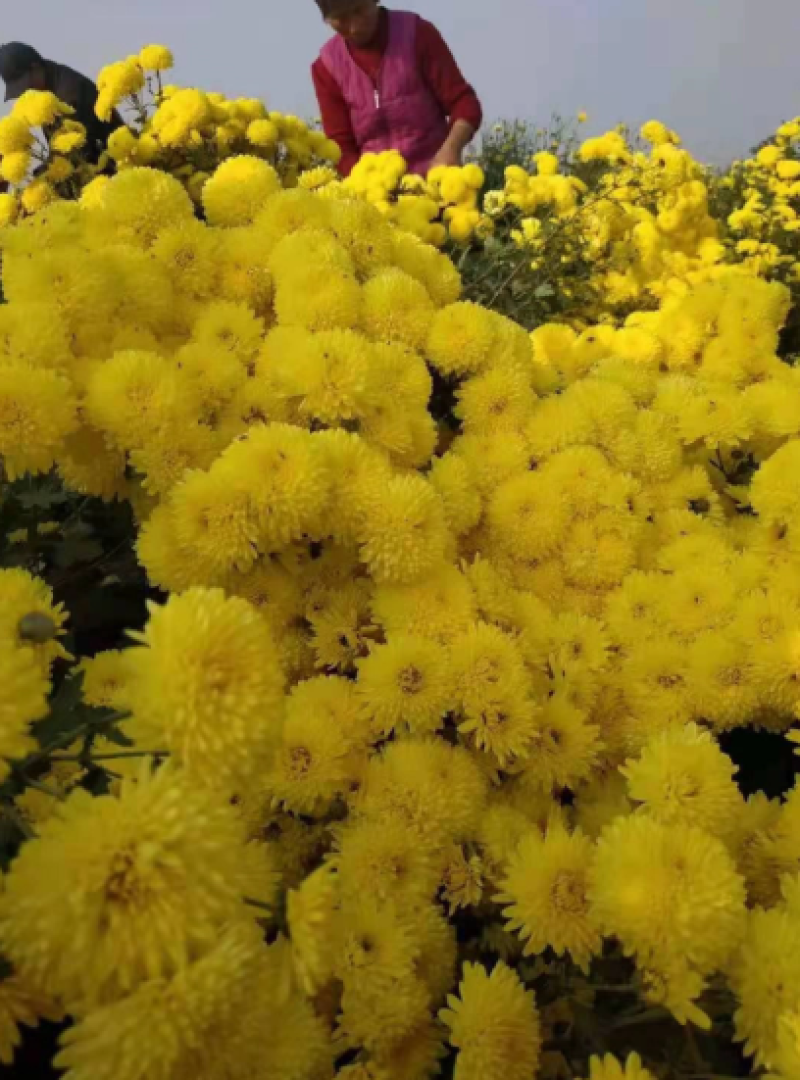 精品菊花苗菊花苗大量供应直销货源充足，成活率高。