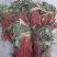 精品丹参苗包成活，规格齐全全，上门回收