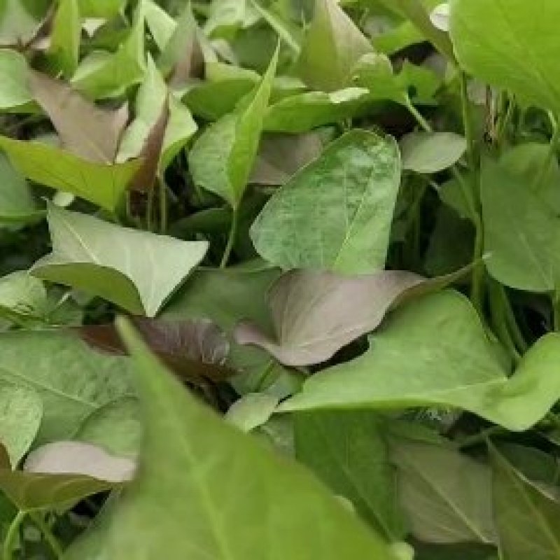 农科院，商薯19红薯苗美国9408红薯苗，高淀粉红薯苗