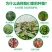 农科院，商薯19红薯苗美国9408红薯苗，高淀粉红薯苗