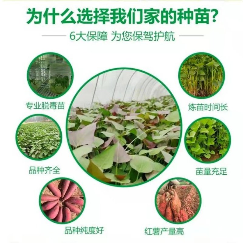农科院，商薯19红薯苗美国9408红薯苗，高淀粉红薯苗