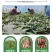 农科院，商薯19红薯苗美国9408红薯苗，高淀粉红薯苗