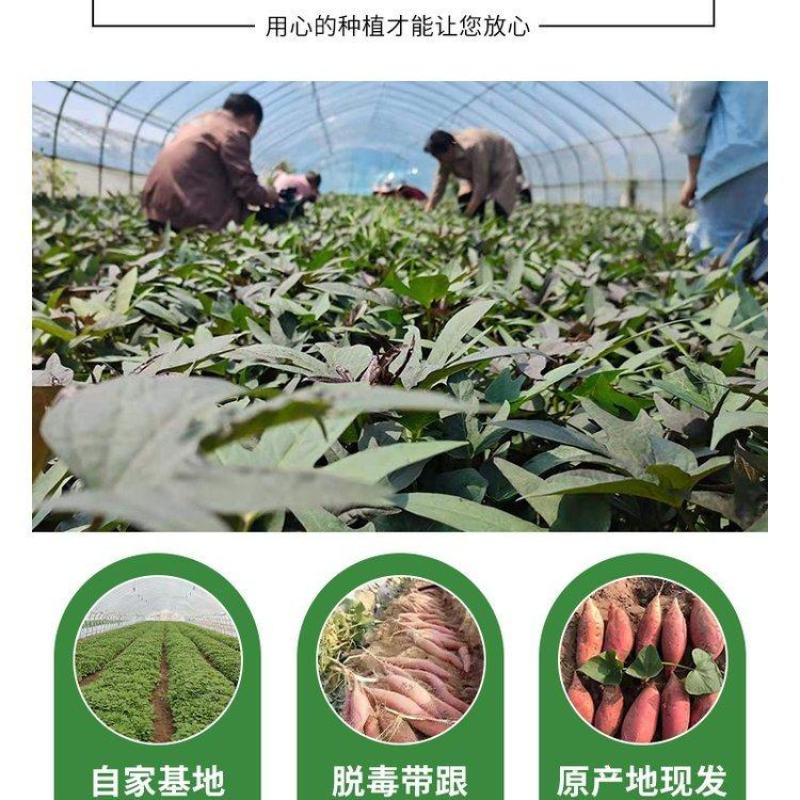 农科院，商薯19红薯苗美国9408红薯苗，高淀粉红薯苗