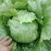 球生菜