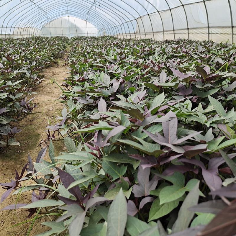 农科院，商薯19红薯苗美国9408红薯苗，高淀粉红薯苗