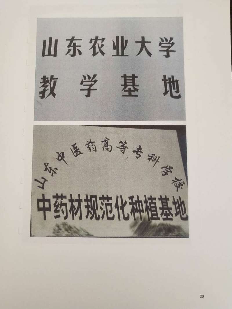 皂角刺
