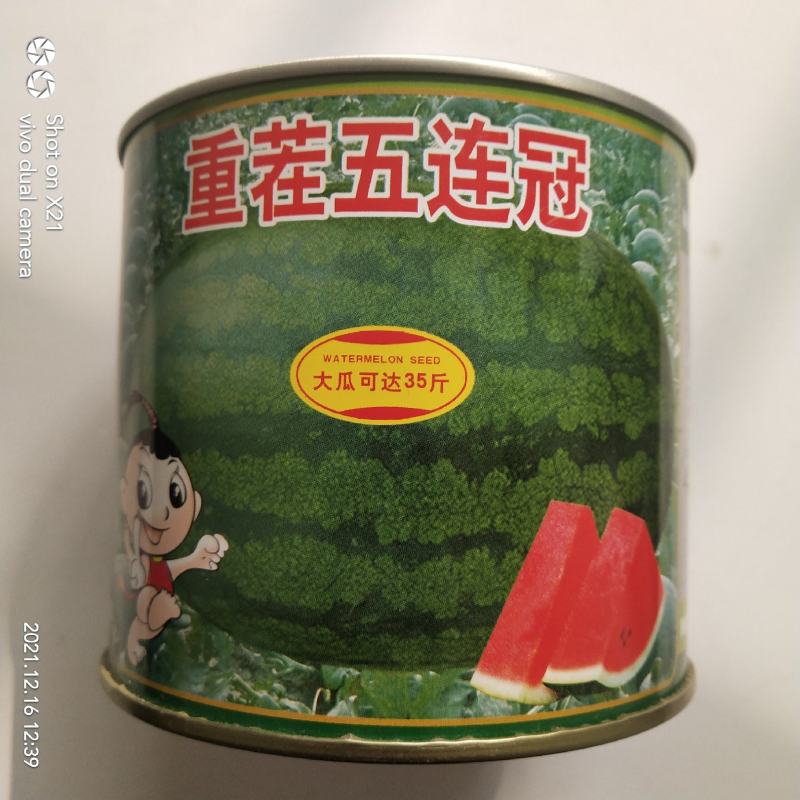 金城5号西瓜种子抗重茬五连冠露天种植品种，种子