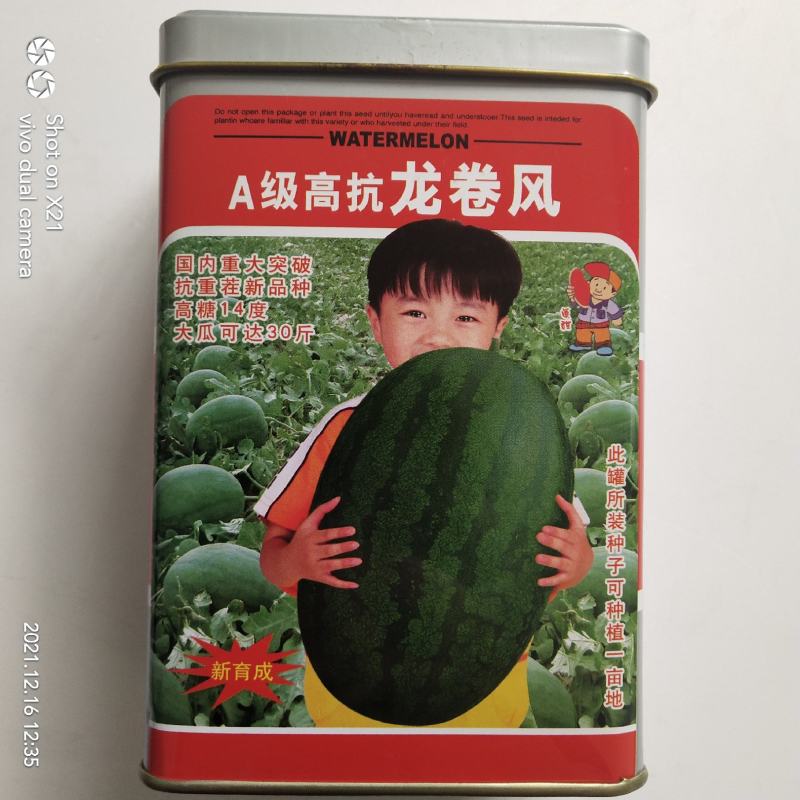 金城5号西瓜种子抗重茬五连冠露天种植品种，种子