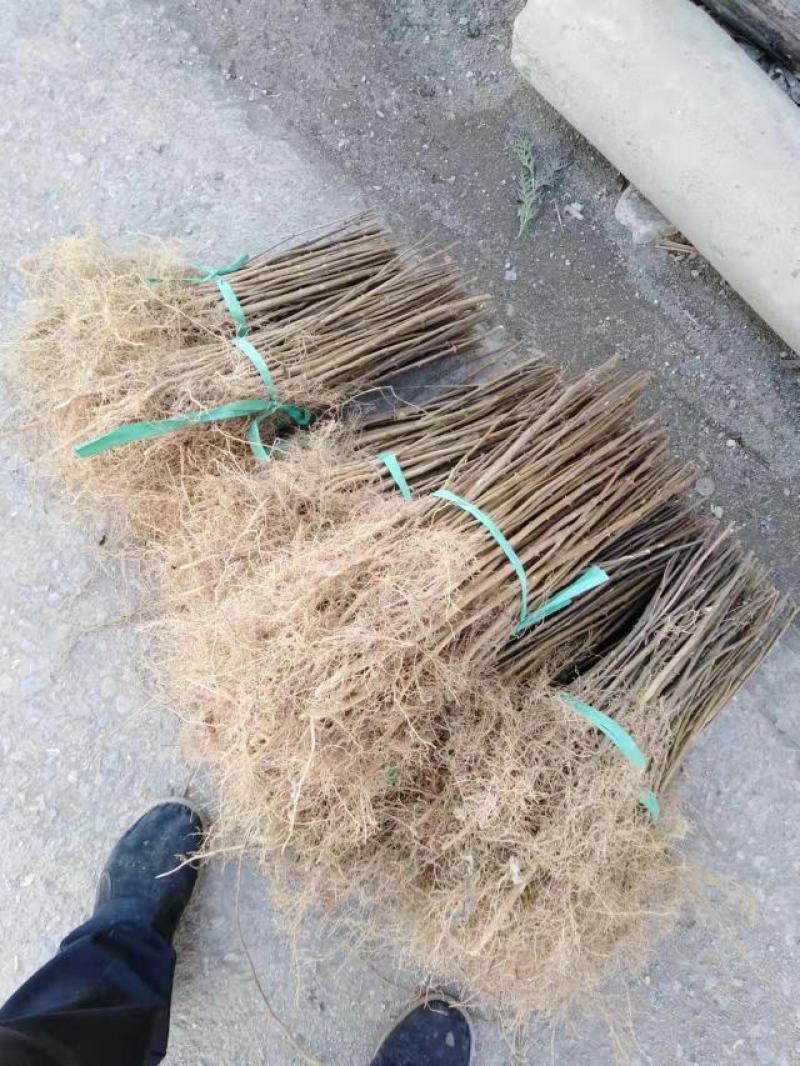 太行山花椒树苗，长在太行深山处，吸收着日月精华，成活率高