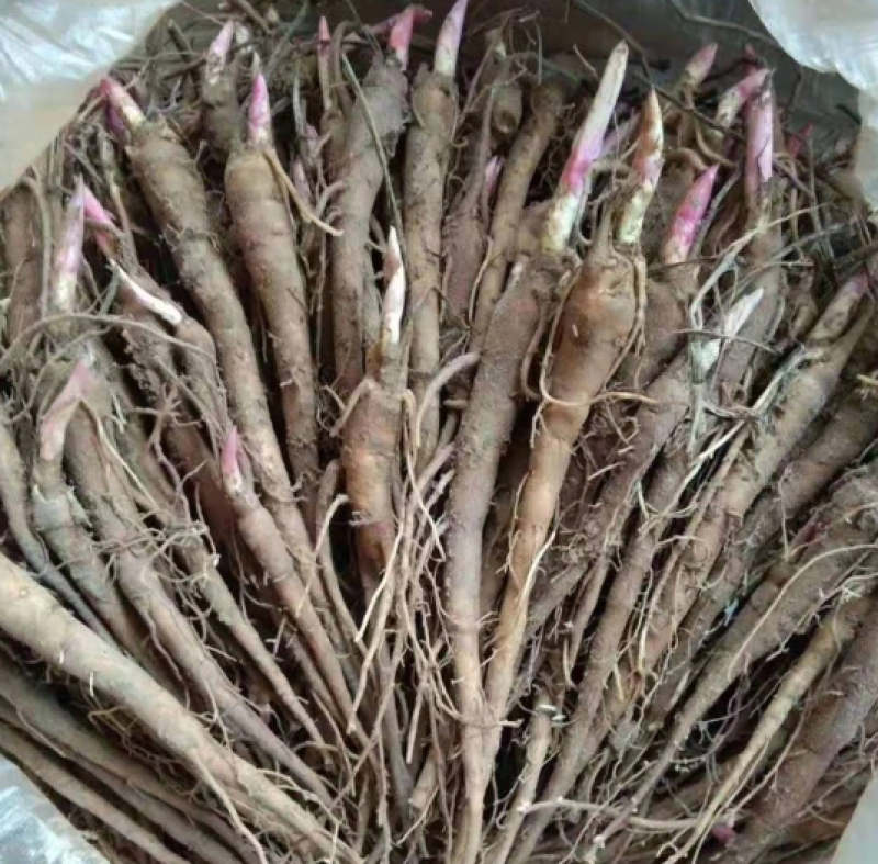 赤芍苗大量供应产地直销，货源充足，质量保证，包成活回收。