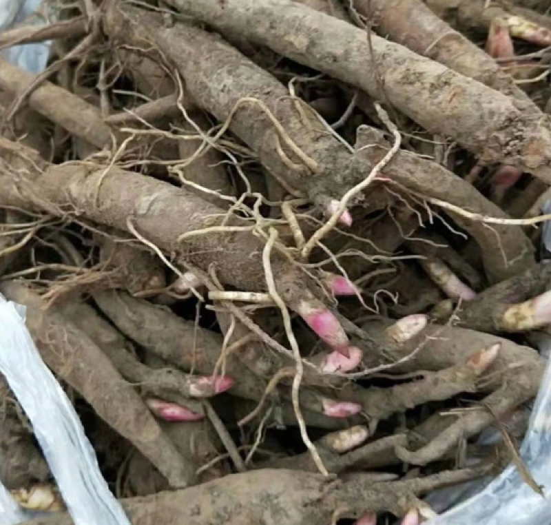 赤芍苗大量供应产地直销，货源充足，质量保证，包成活回收。