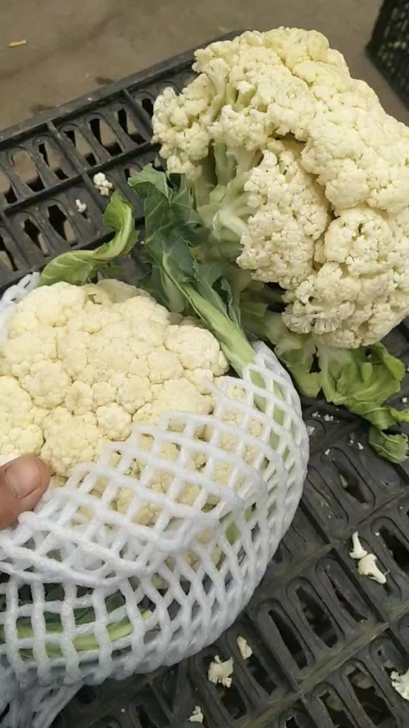 松花菜，河南省通许县，白面青梗有机花菜，量大货优欢迎定购