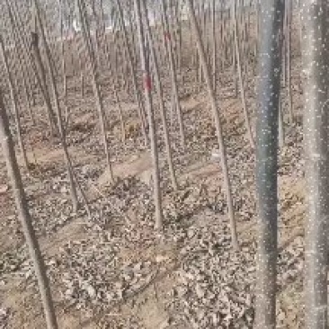 大量出售107速生杨树苗量大需要的联系