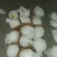 雪梨