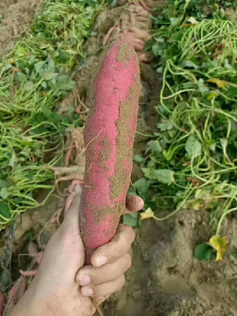 沙地西瓜红，软糯干甜，皮色红，长条块，货源充足
