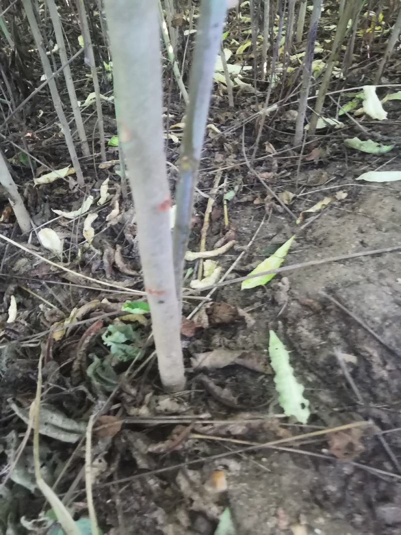 红油香椿树苗价格，泰山红油香椿苗价格矮化大棚红油香椿树