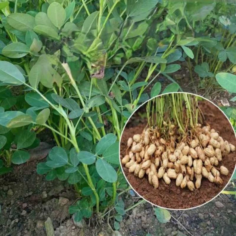 精选徐花23小珍珠花生，基地种植，产地直供。