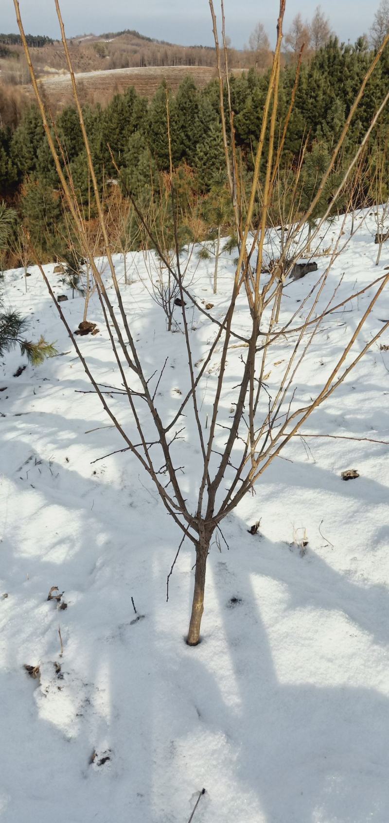 吉盛李子树