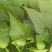 脱毒商薯苗19红薯苗，自家大规模种植一手货源可视频看货