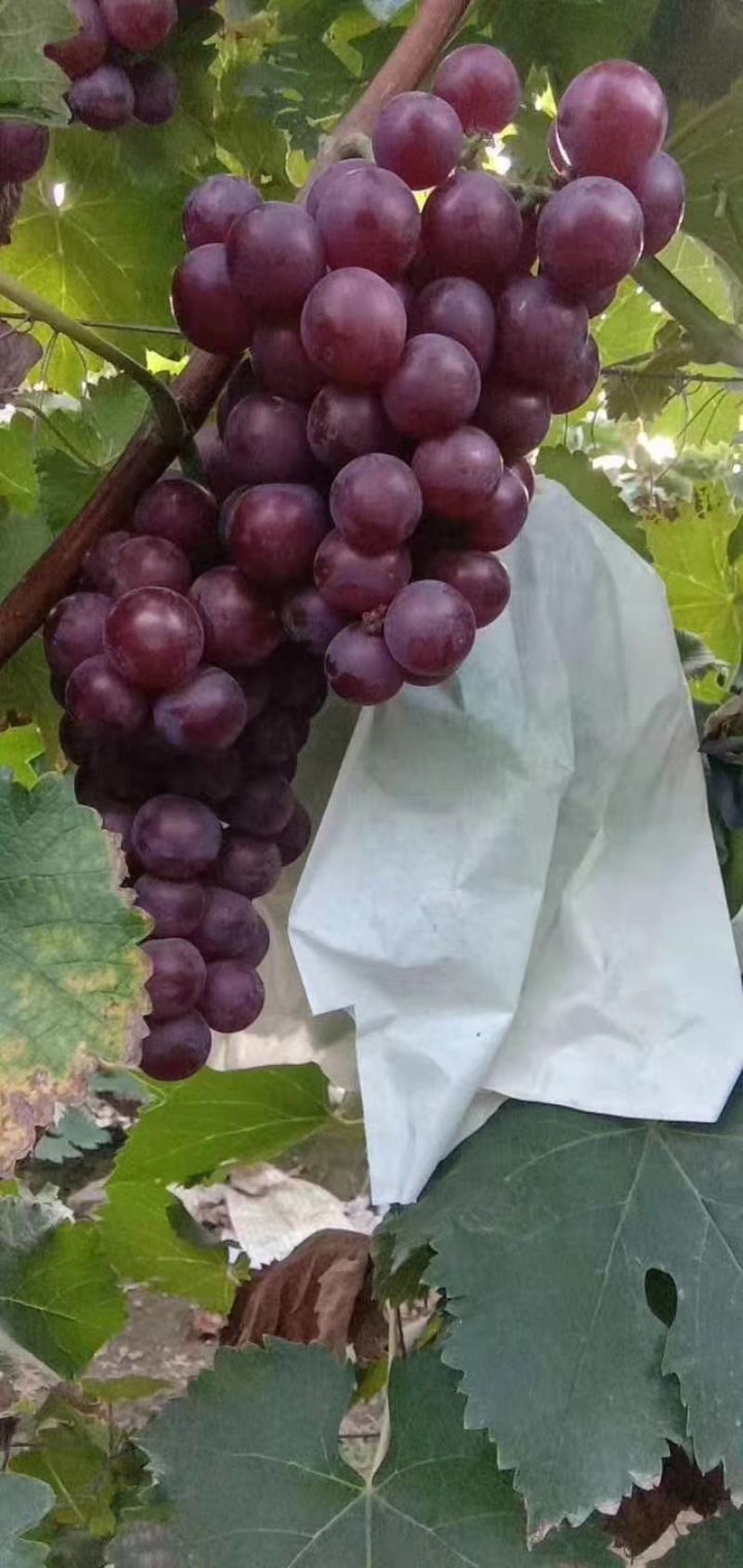 河北巨峰葡萄，大量供应，质量好，价格低，货源充足保定巨峰