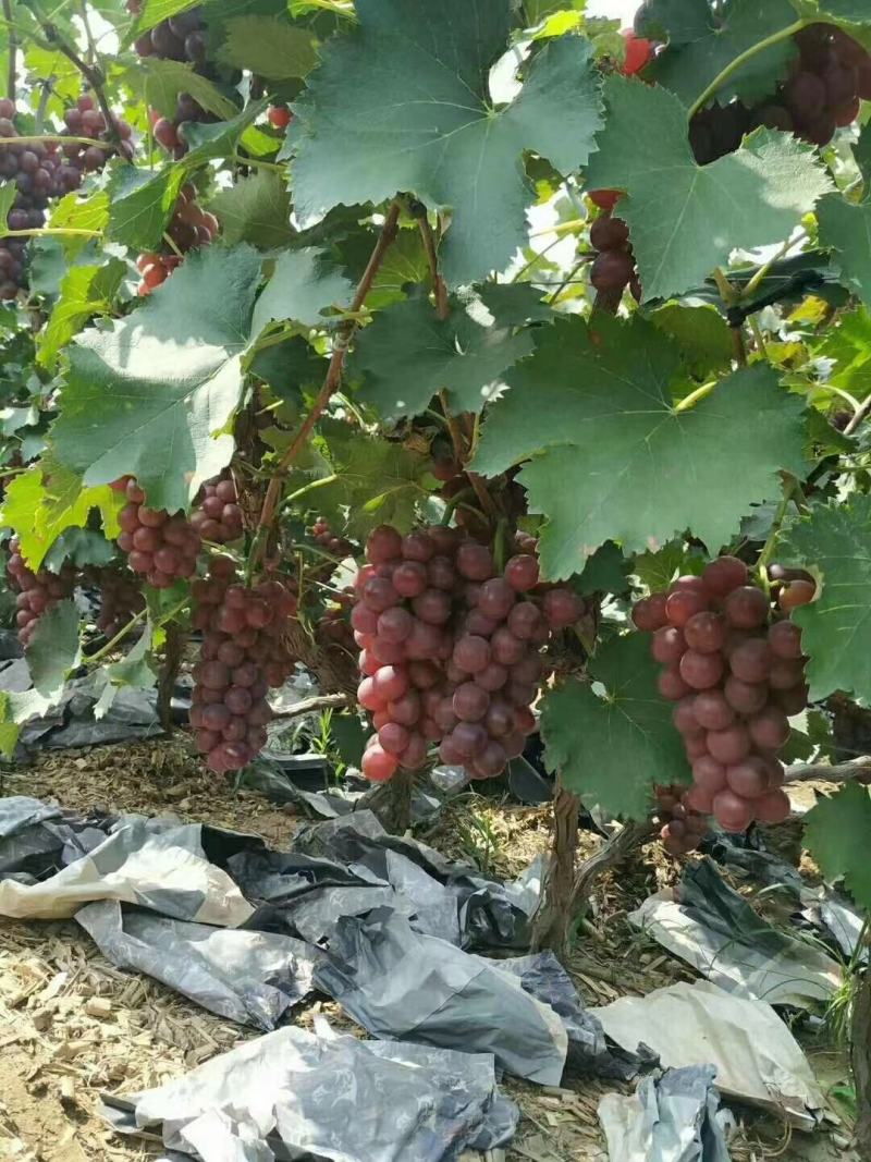 河北巨峰葡萄，大量供应，质量好，价格低，货源充足保定巨峰