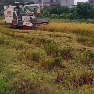 牧草