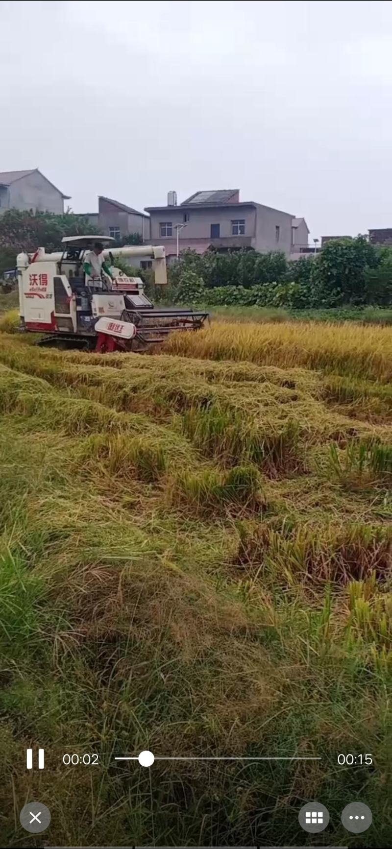 牧草