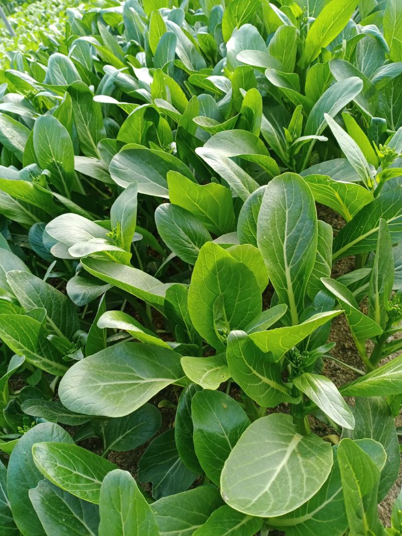 竹叶空心菜