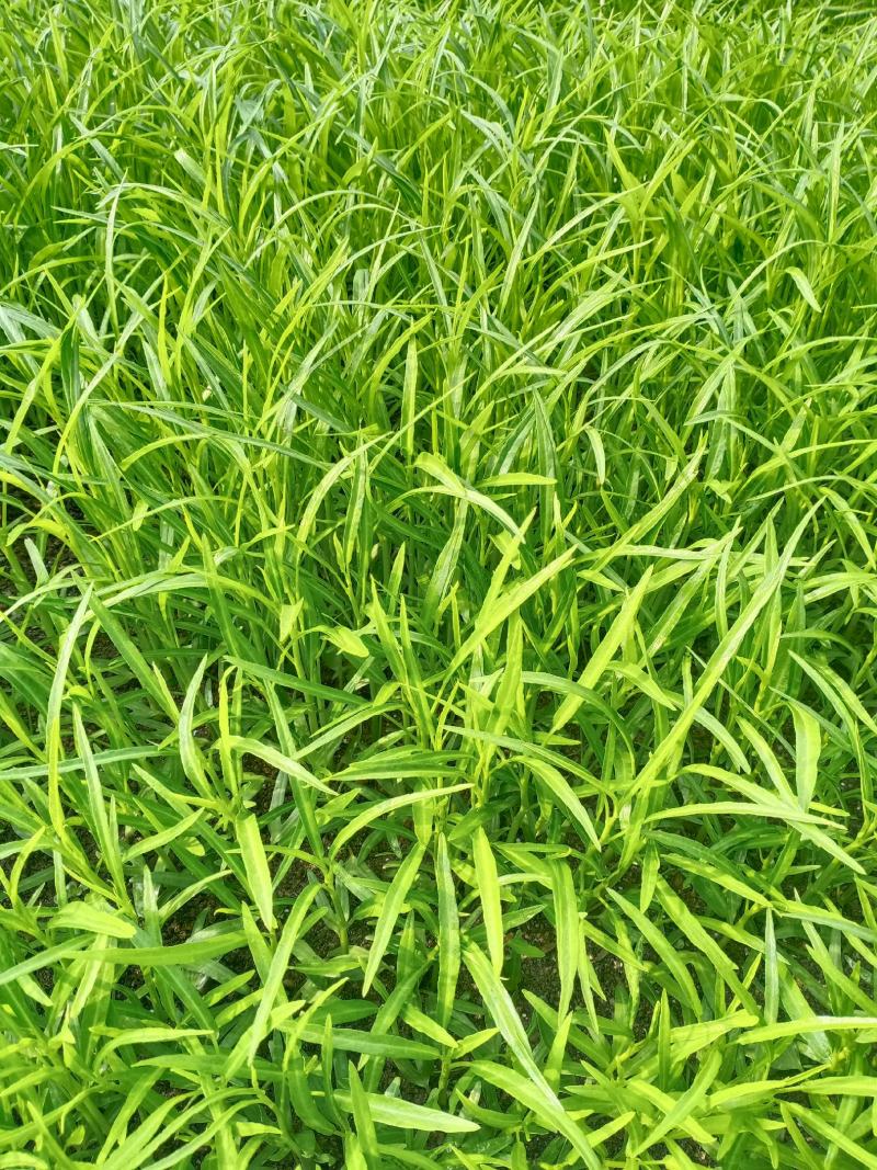 竹叶空心菜