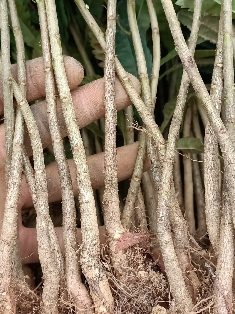 杨梅苗，杨梅实生苗，可以用来嫁接各种新品种