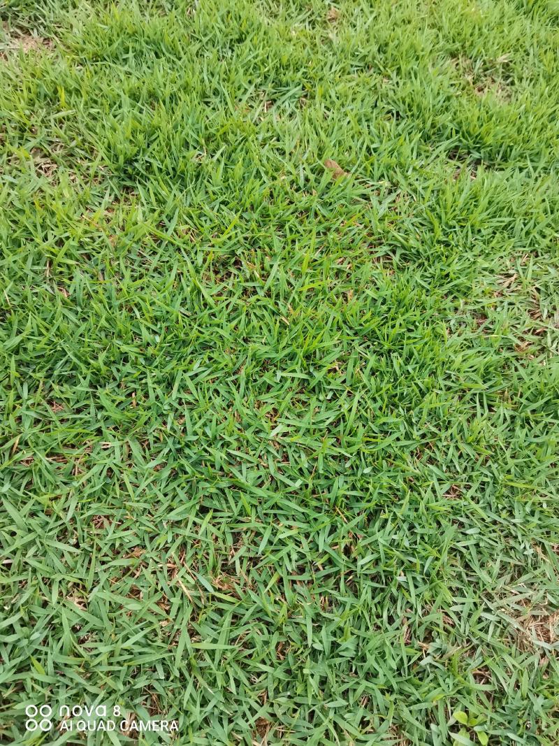湖南郴州优质兰引三号草皮，库存充足欢迎老板选购