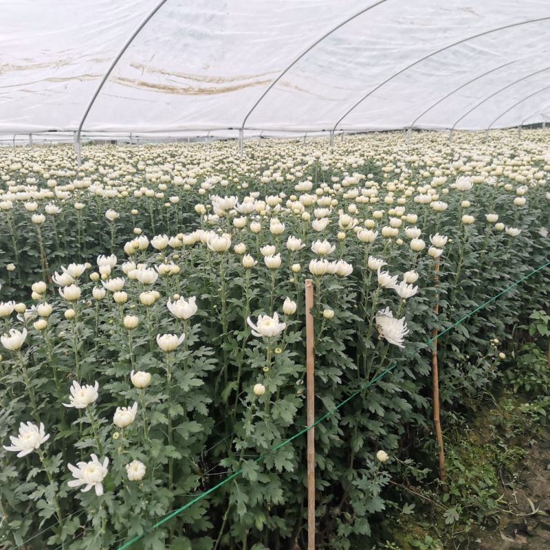 广东阳春白菊花祭祖清明节拜祭鲜花基地产地直供