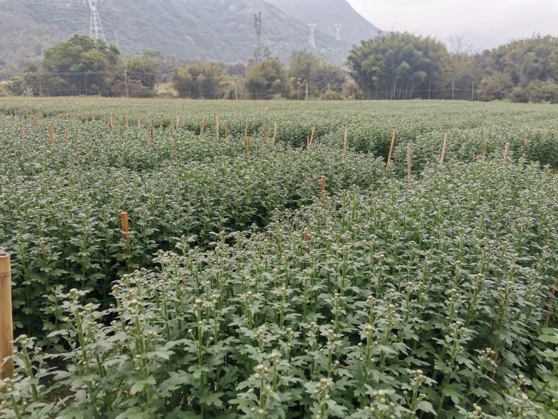 广东阳春白菊花祭祖清明节拜祭鲜花基地产地直供