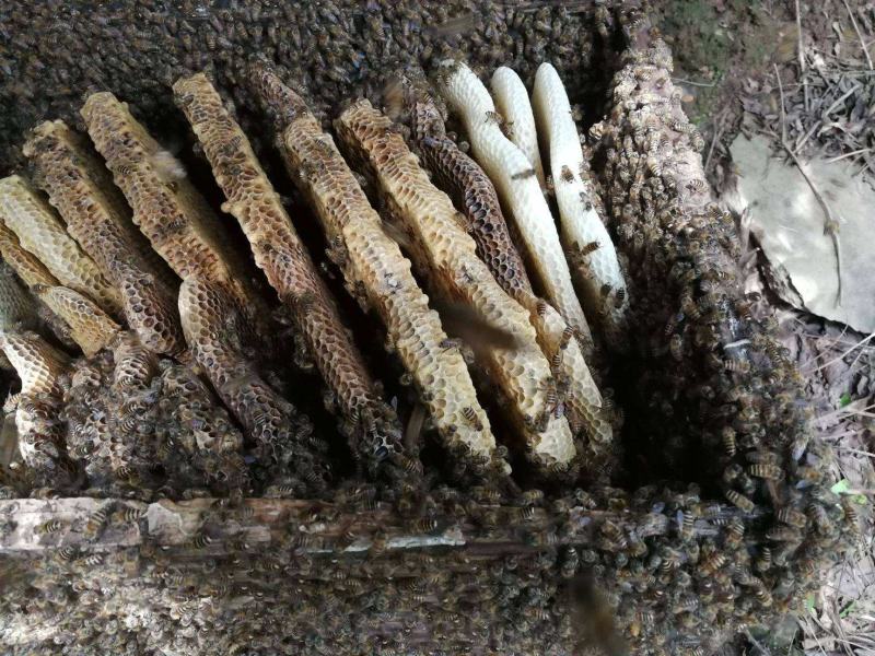 屏边大围山纯野生蜂蜜