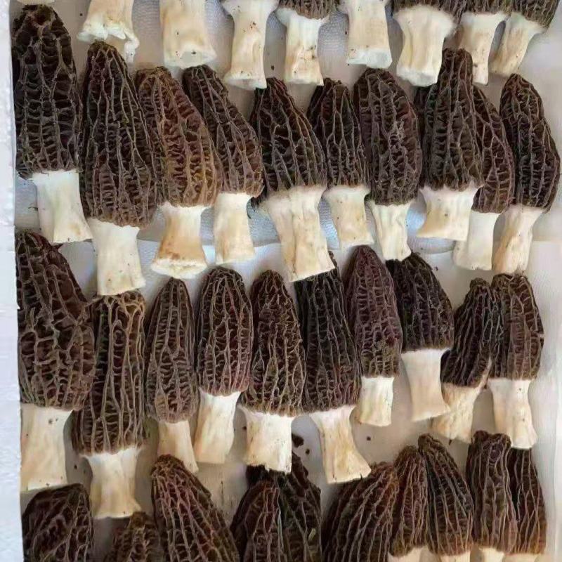 鲜羊肚菌批发