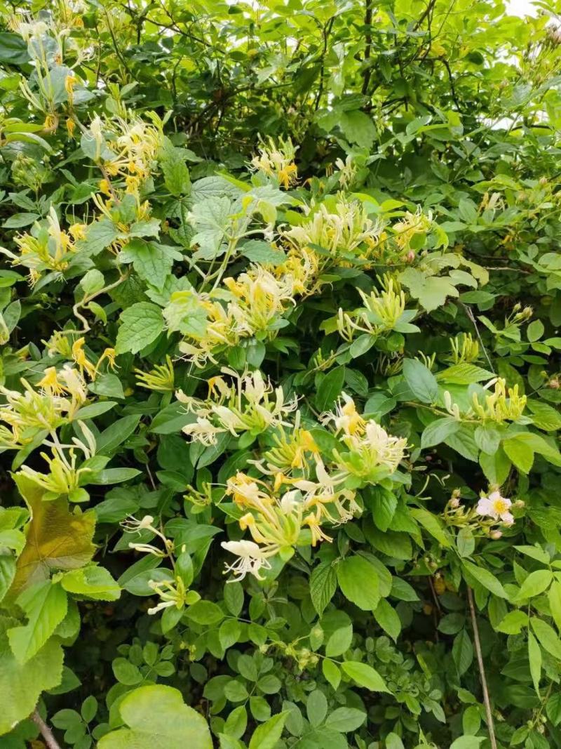 金银花/金银花鲜货/山银花/金银花干货/无硫金银花/