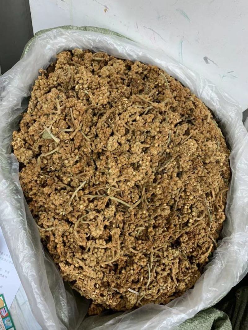 枇杷花枇杷花茶今年新晒枇杷花漂亮枇杷花