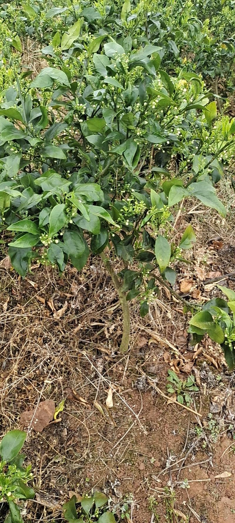 爱媛38号红美人柑橘苗假植苗带土球1至5公分带分枝