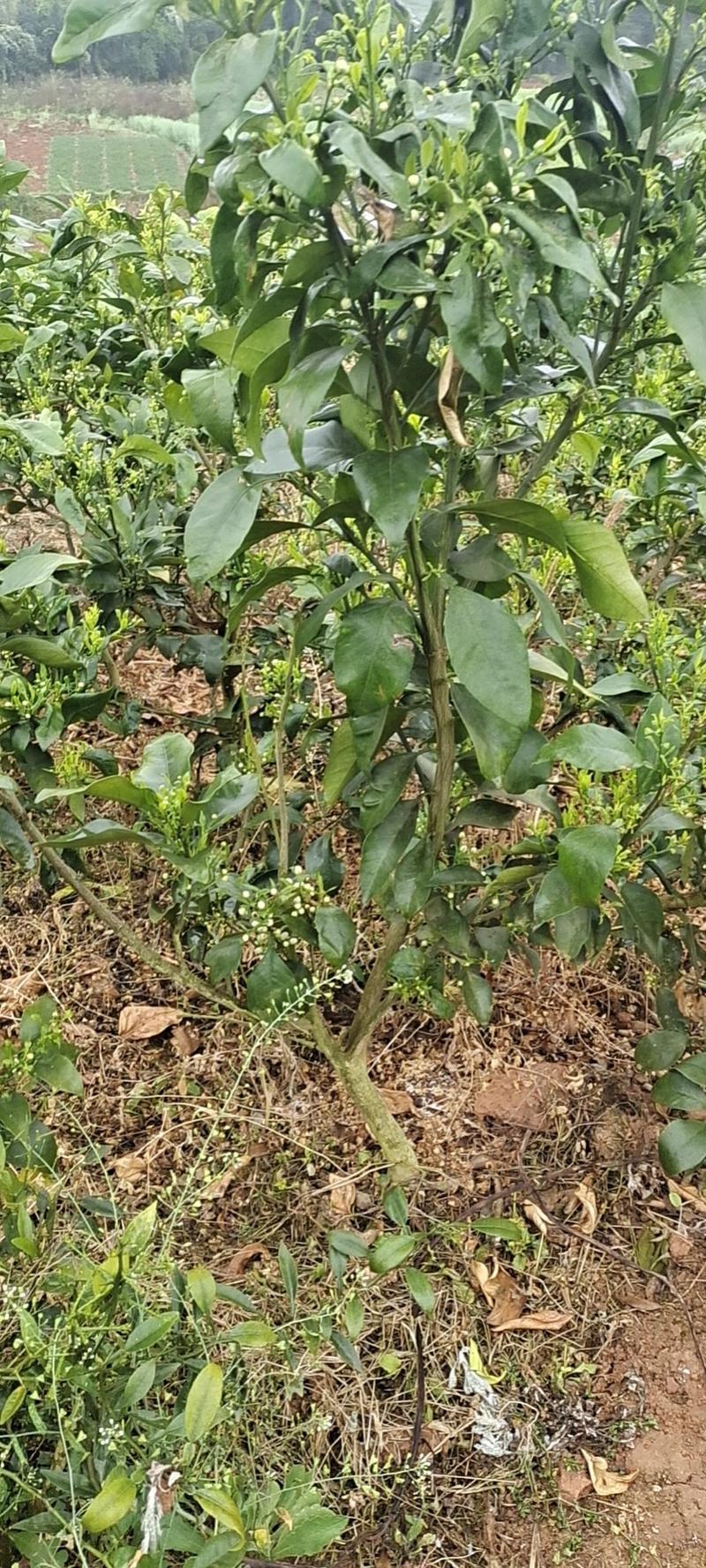 爱媛38号红美人柑橘苗假植苗带土球1至5公分带分枝