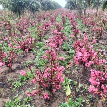 寿星桃花