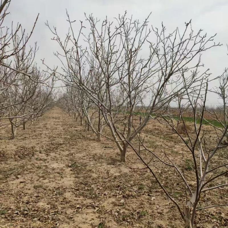 占地核桃树5-10公分，各种核桃树苗量大优惠