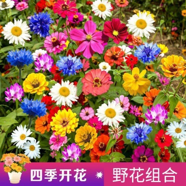多年生野花种子组合四季开花庭院易种活室内外格桑花波斯菊种