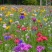 多年生野花种子组合四季开花庭院易种活室内外格桑花波斯菊种
